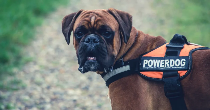 Cani in aiuto alla lotta contro il Covid